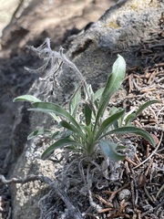Oreocarya suffruticosa