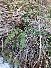 Gingidia enysii peninsulare
