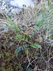 Gingidia enysii peninsulare
