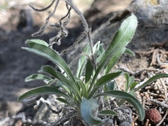 Oreocarya suffruticosa