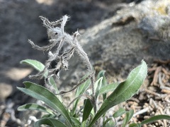 Oreocarya suffruticosa