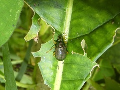 Colaspis lebasi