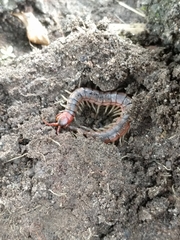 Scolopendra
