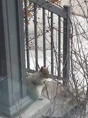 Sciurus carolinensis