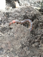 Scolopendra