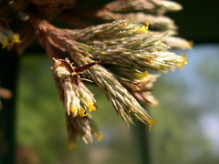 Tillandsia minutiflora