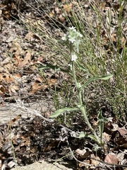 Oreocarya suffruticosa
