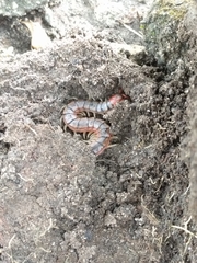 Scolopendra