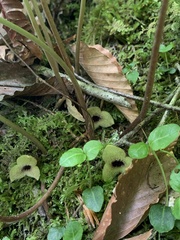 Asarum rosei