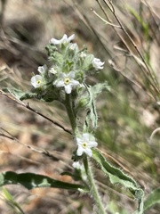 Oreocarya suffruticosa