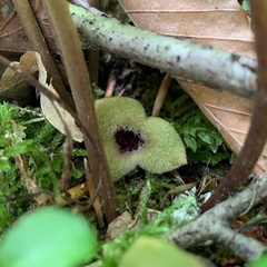 Asarum rosei