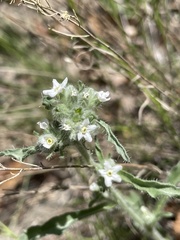 Oreocarya suffruticosa