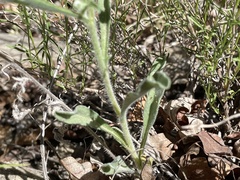 Oreocarya suffruticosa