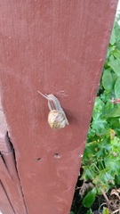Cornu aspersum