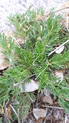 Matricaria discoidea