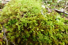 Lembophyllum divulsum