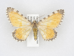 Stamnodes tessellata