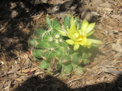 Mammillaria sphaerica