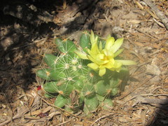 Mammillaria sphaerica