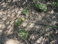 Mammillaria sphaerica