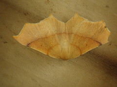 Tetracis cervinaria