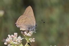 Satyrium auretorum
