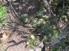 Mammillaria sphaerica