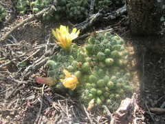 Mammillaria sphaerica