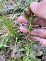 Dyschoriste linearis