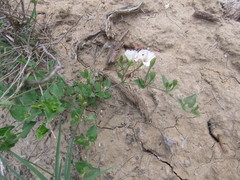 Acleisanthes