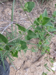 Acleisanthes
