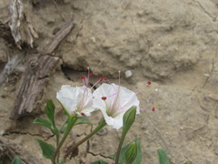Acleisanthes
