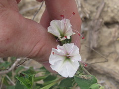 Acleisanthes