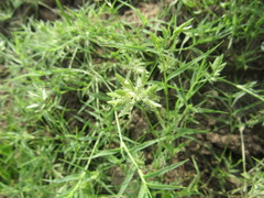 Eragrostis reptans