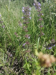 Dracocephalum nutans