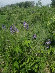 Polemonium caeruleum