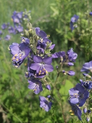 Polemonium caeruleum