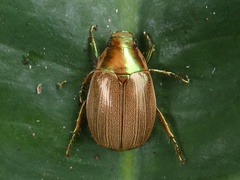 Callistethus