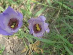 Eustoma exaltatum