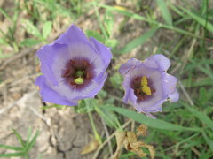 Eustoma exaltatum