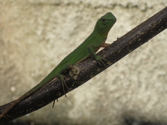 Enyalius iheringii