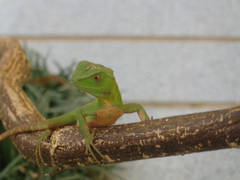Enyalius iheringii