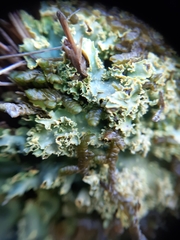 Podostictina pickeringii