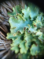 Podostictina pickeringii