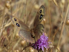 Cercyonis pegala boopis