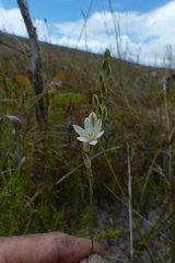 Ornithogalum juncifolium
