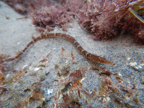 Barred pipefish (Syngnathus auliscus) — Syngnathidae — 5