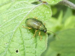 Colaspis lebasi