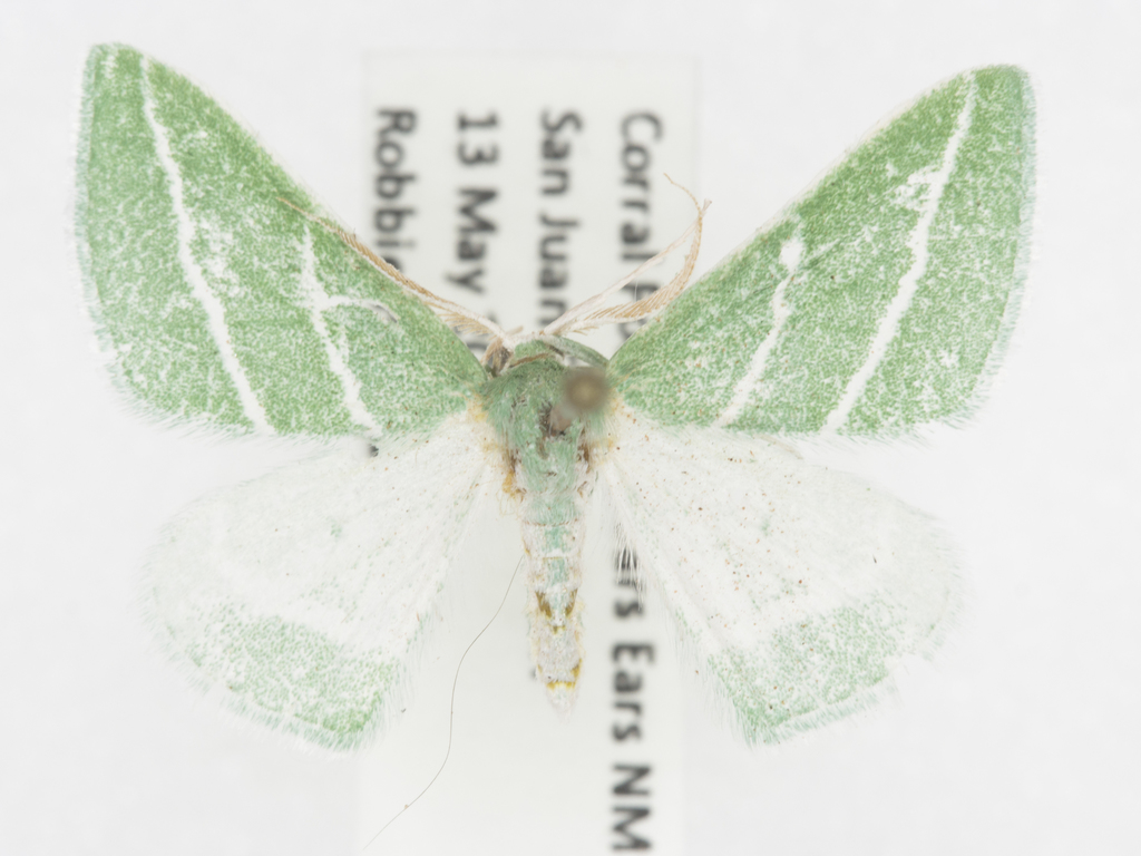 Oblique-striped Emerald