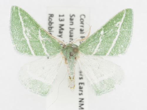 Oblique-striped Emerald